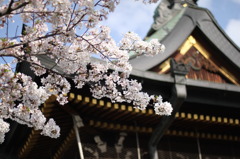 大阪天満宮と桜