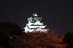大阪城と桜 (夜景ライトアップ)