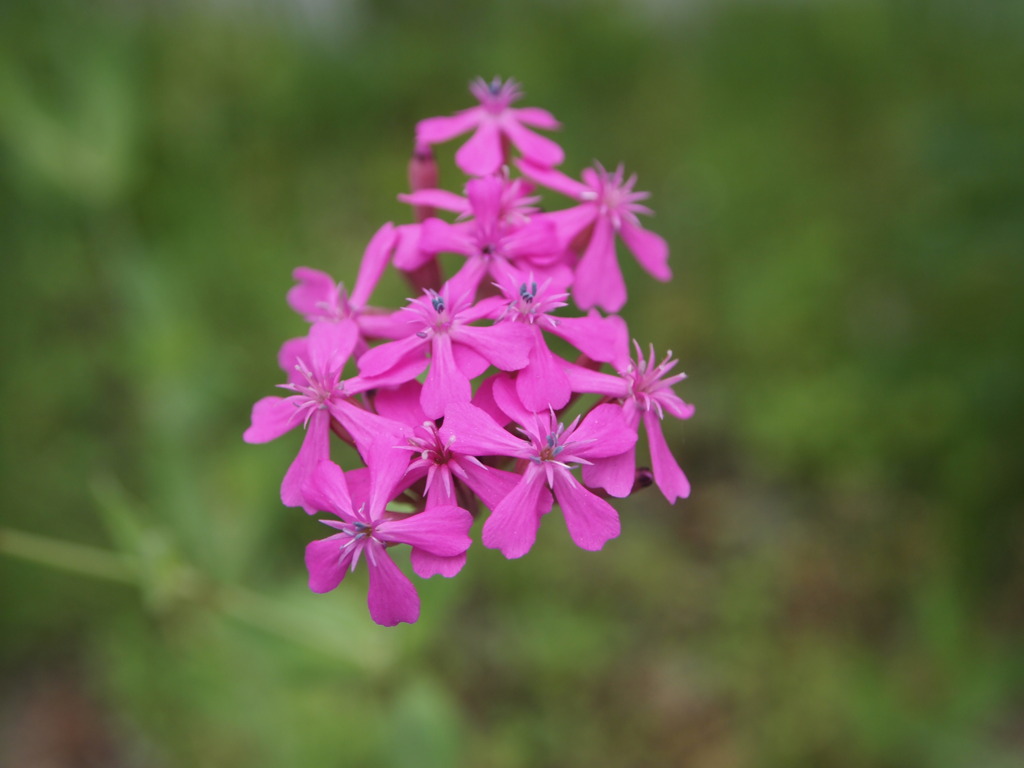 道ばたの華