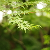 新緑