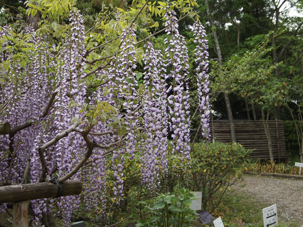 藤の花