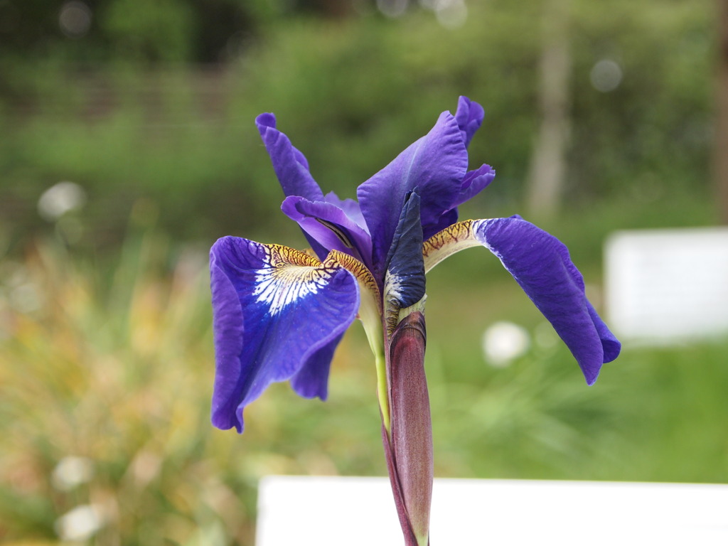 幸運の花