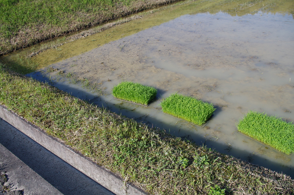 田植え準備