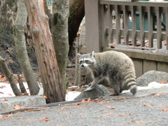 ひょっこりと。