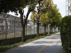 線路沿いの散歩道