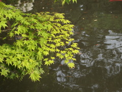 青紅葉と池