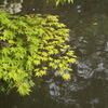 青紅葉と池