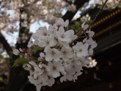散る前の美しさ
