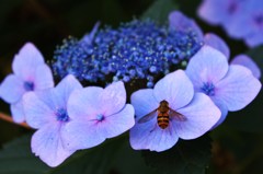 木曽の紫陽花