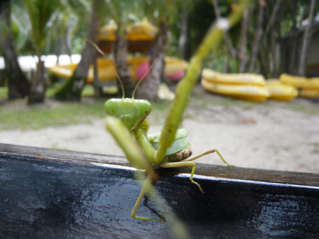 ｶﾏｷﾘの奇襲