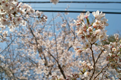 4493381244_d540c95c85_b