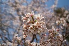 4493381124_8a3e274e27_b