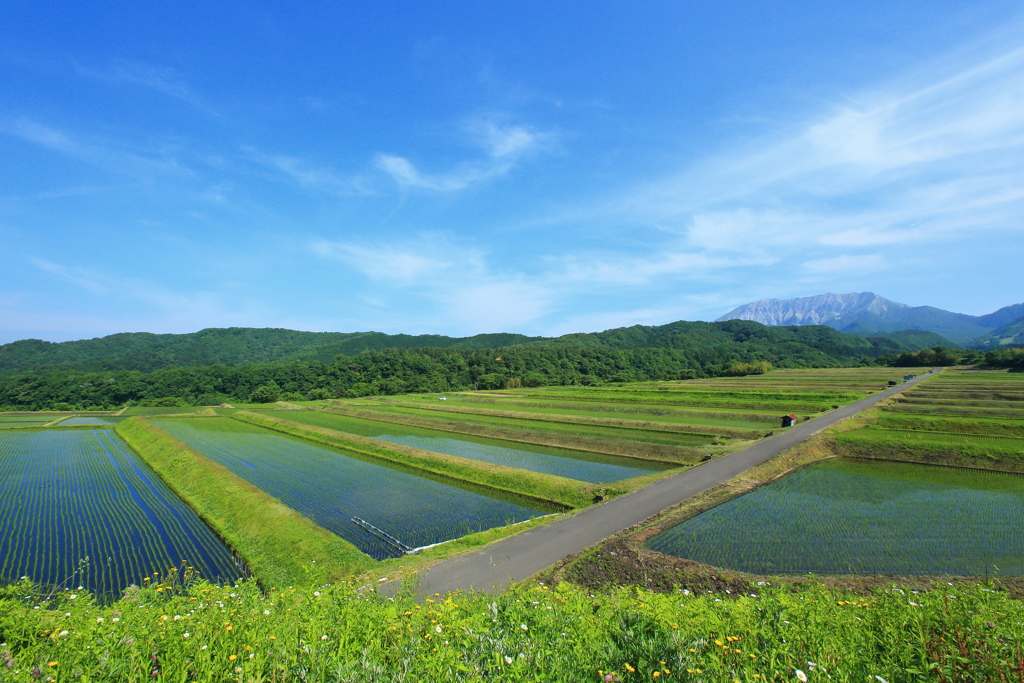 棚田と大山