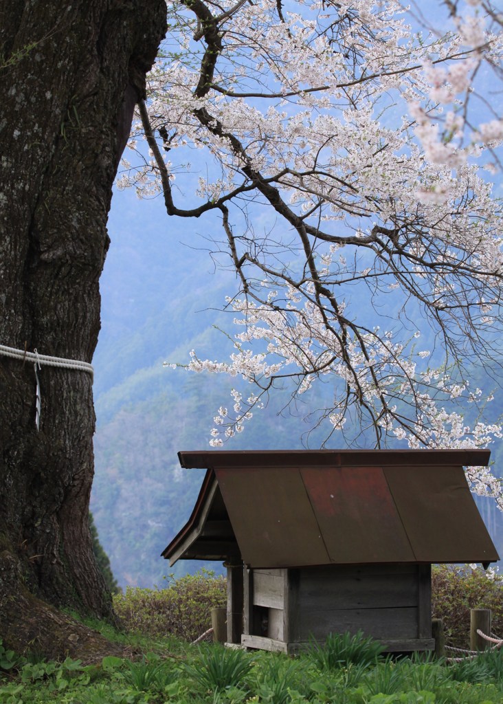 巨木の守り神