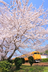 春の色