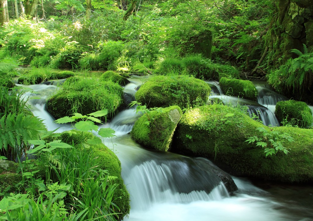 奥大山の新緑