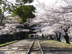 桜　2010　インクライン