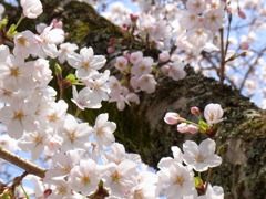 桜　2010　哲学の道