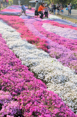 20100429_showakinen_1732