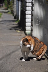 江ノ島猫的生活　その３