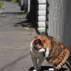 江ノ島猫的生活　その３