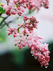 雨の日の贈り物　lilac