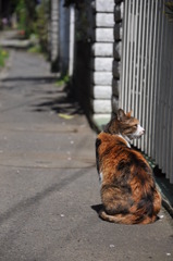 江ノ島猫的生活　その２