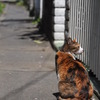 江ノ島猫的生活　その２