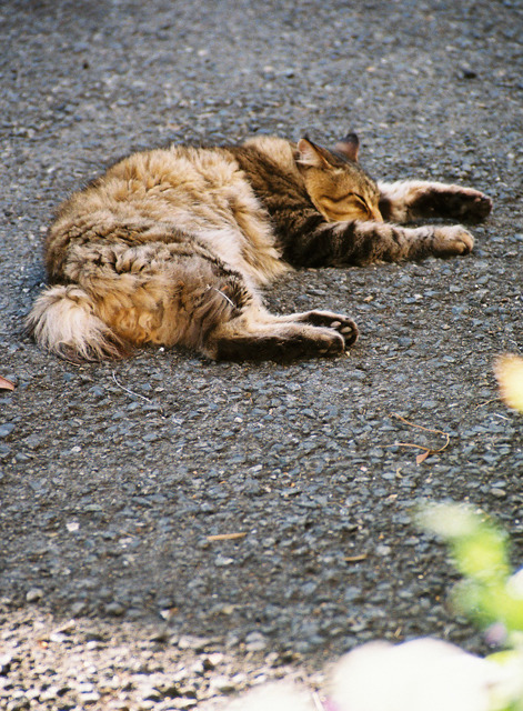 江ノ島猫的生活