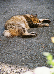 江ノ島猫的生活