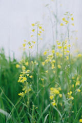 菜の花