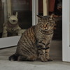 谷中ねこ