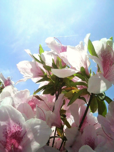 つつじ