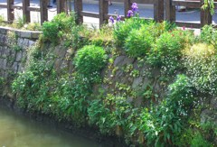 川べりの植物