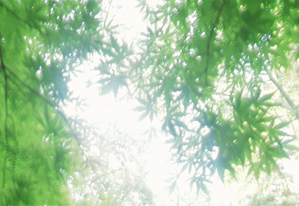 光の中の緑