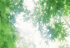 光の中の緑