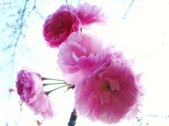 八重桜
