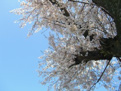 kore4