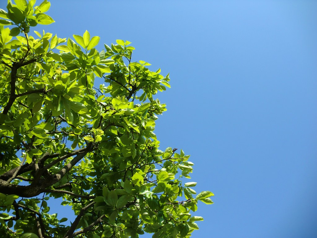 初夏の匂い