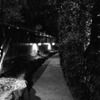 東京散歩-夜道