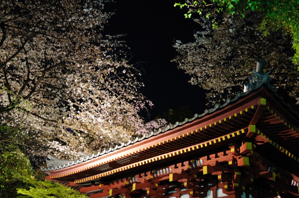 東京散歩-夜桜
