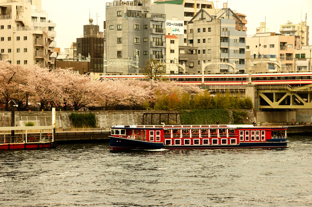 龍馬と桜と電車