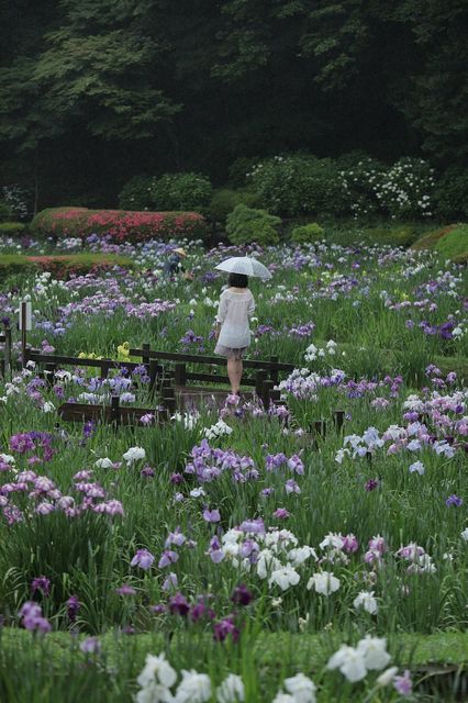 菖蒲の花