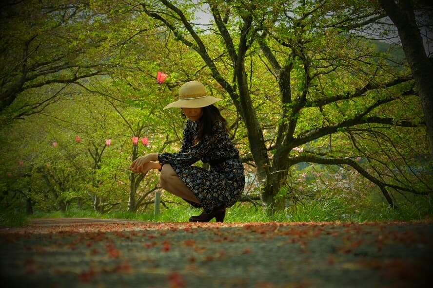 桜並木