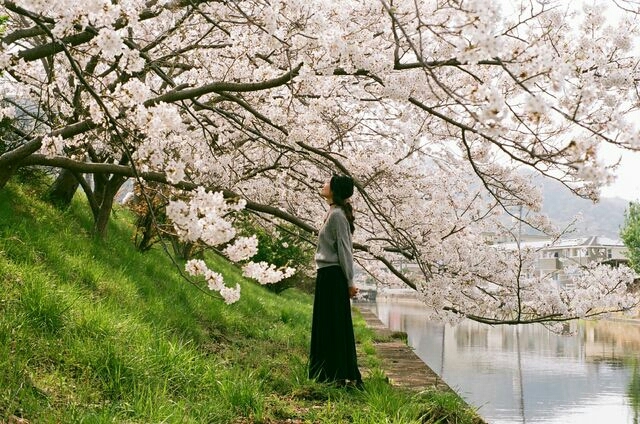 桜