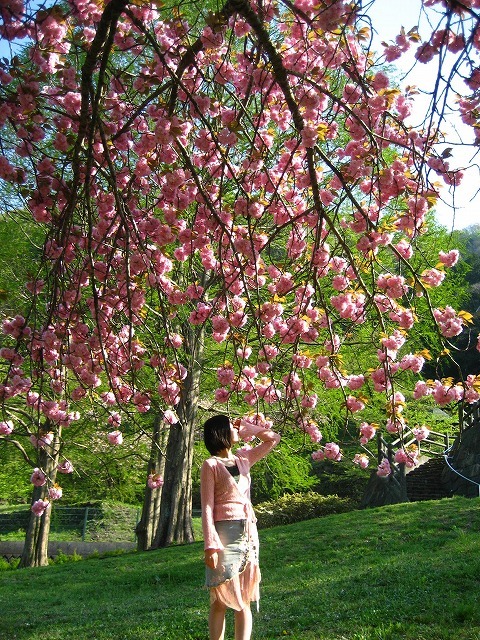 八重桜