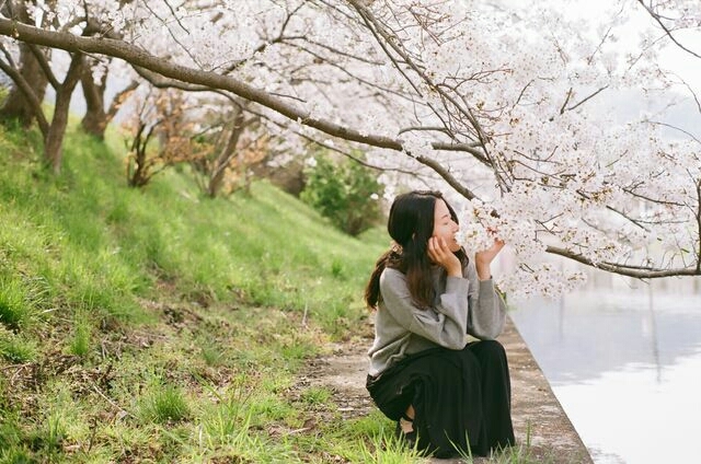 ふわふわ桜