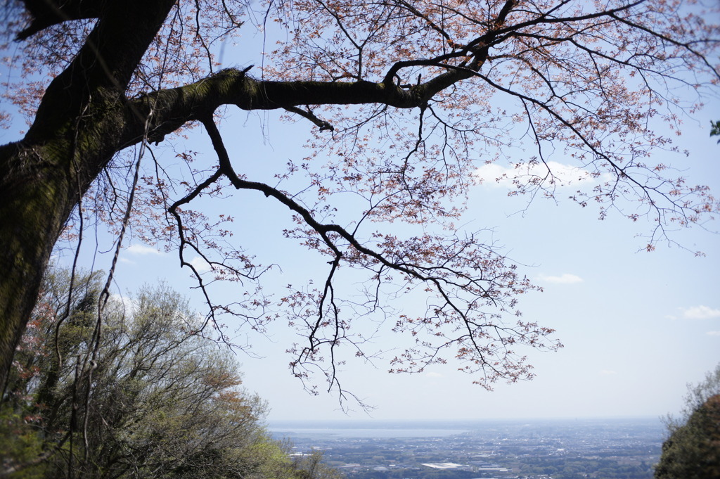 雪入山の山桜