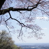 雪入山の山桜