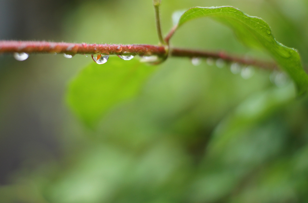 雨滴